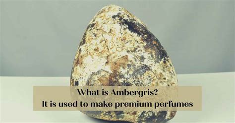 perfumes with real ambergris|what perfumes use whale vomit.